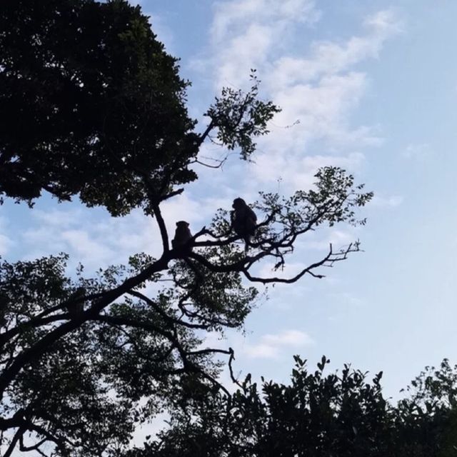香港行山｜金山郊野公園（馬騮山）🐒🐒🐒🐒