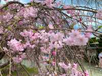 京都　KYOTO SAKURAめぐり❗️渡月橋から嵐山公園中之島地区まで散策してみた！
