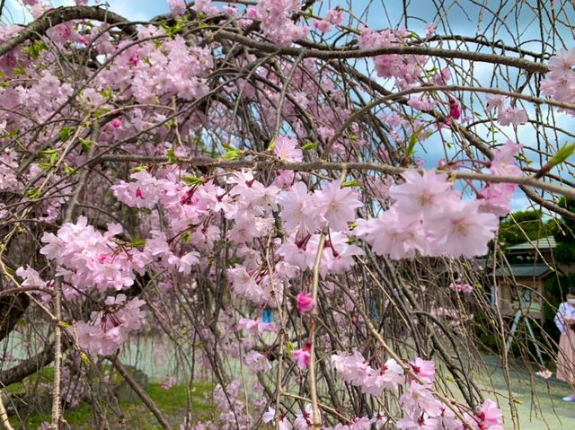 京都　KYOTO SAKURAめぐり❗️渡月橋から嵐山公園中之島地区まで散策してみた！