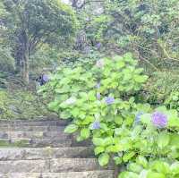 グラバー園入り口の紫陽花