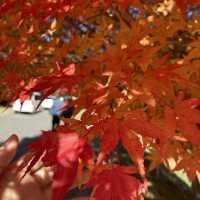 もみじ湖　長野の紅葉スポット