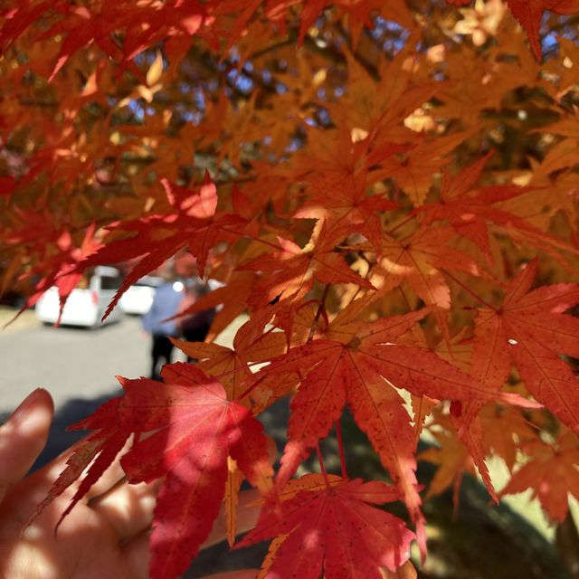 もみじ湖　長野の紅葉スポット