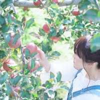 長野＊中松井農園でリンゴ狩り