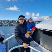 Whale Watching in Augusta