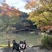 きれいな庭園と国宝の建物、土岐川を望む事も出来る歴史ある禅寺