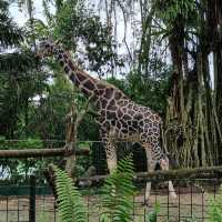we're going to the zoo,zoo,zoo! how abt you?