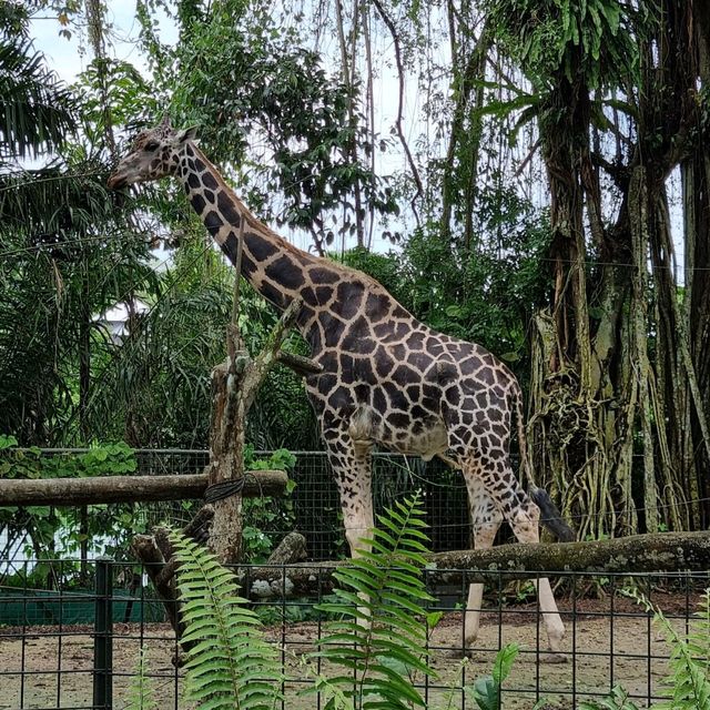 we're going to the zoo,zoo,zoo! how abt you?