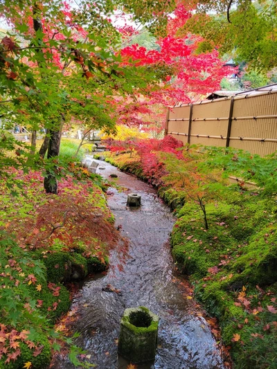 一等一的紅葉勝地 永觀堂 Trip Com 京都