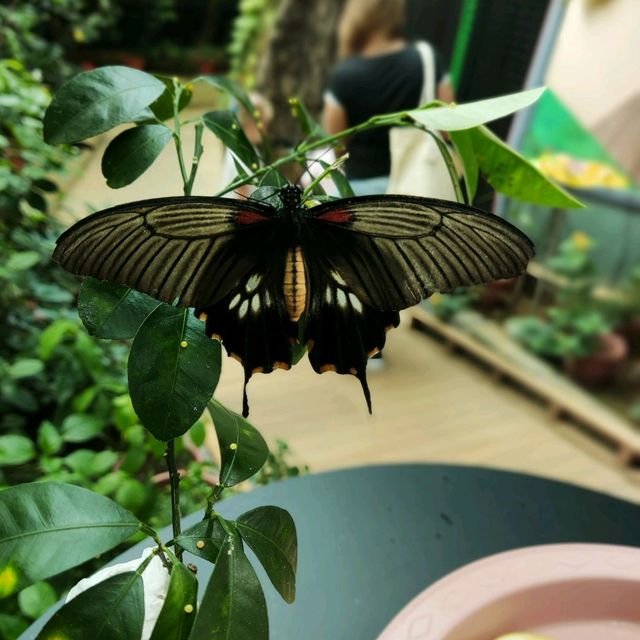 Butterflies Up-Close