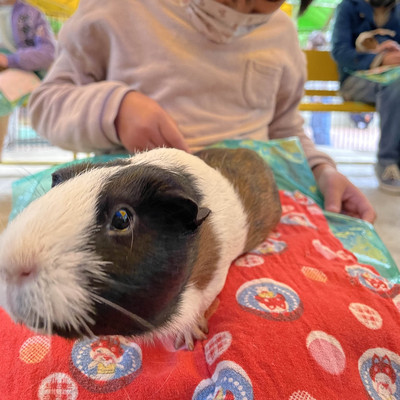 モルモットの大行進 | Trip.com 町田