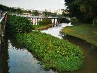 Jurong Lake Floating Wetlands - Part 1