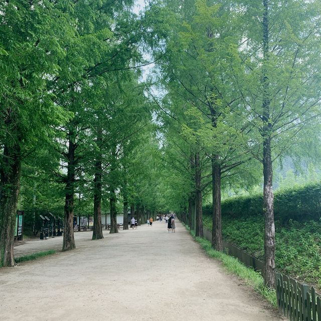 담양에 있는 메타세워이아 가로수길!
