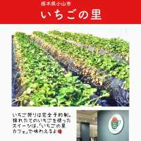 関東のいちご狩りスポットまとめ6選