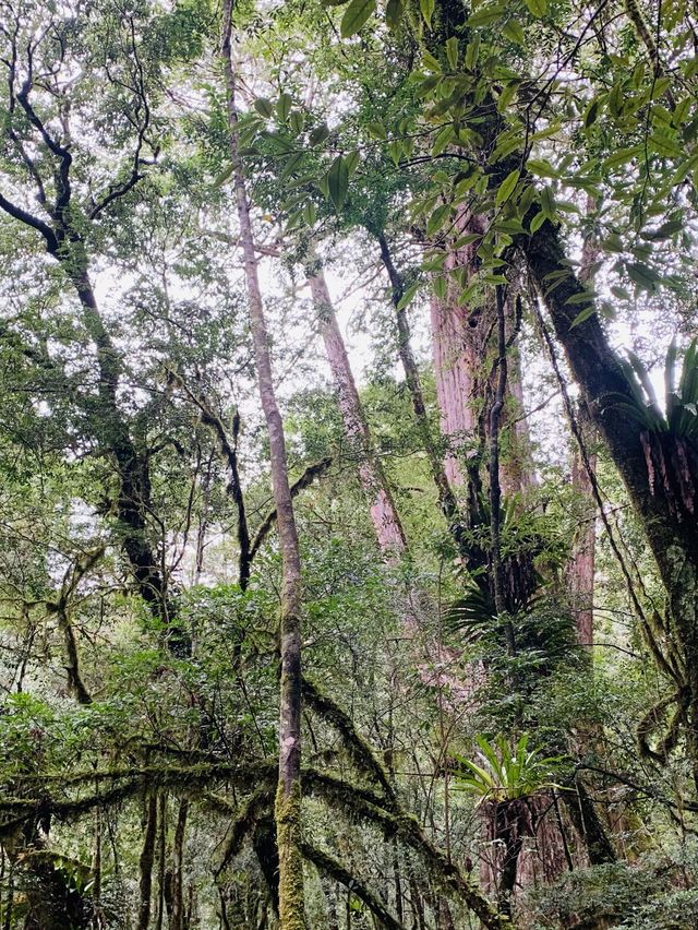 新竹秘境-司馬庫斯巨木群