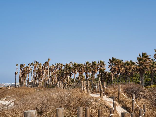 협재해수욕장 야자수 산책길🌴