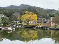 遊香港．坑口文曲里公園賞花