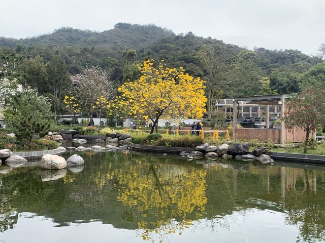 遊香港．坑口文曲里公園賞花