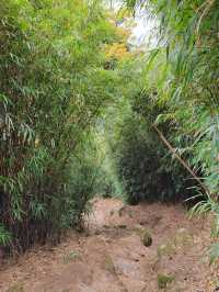 東山象山飛鵝山 