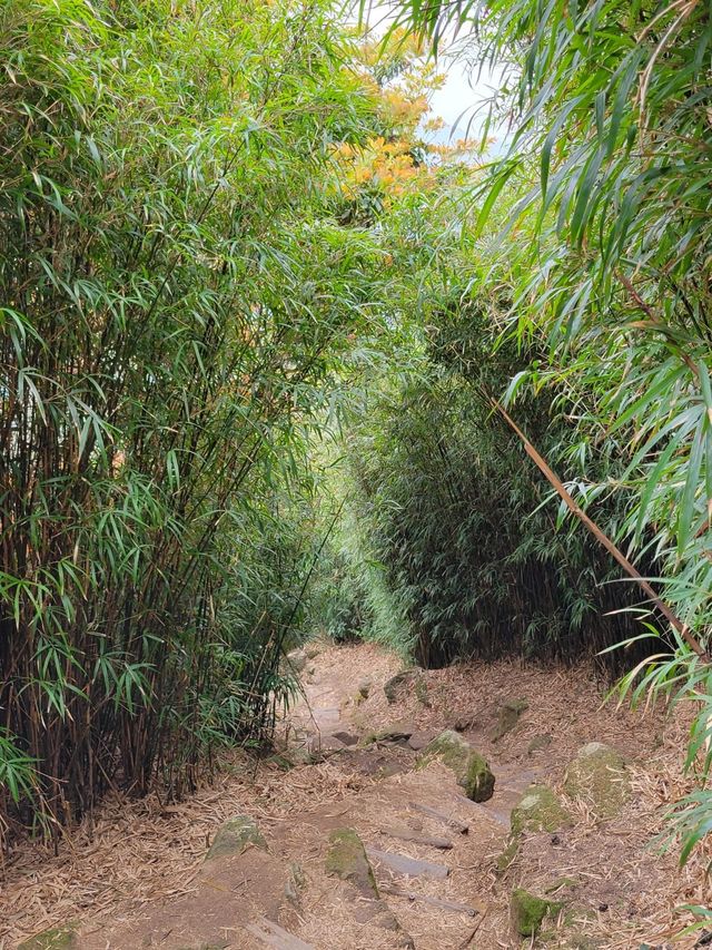東山象山飛鵝山 