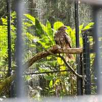 嘉道理農場嘉道理農場暨植物園 觀蝶之旅