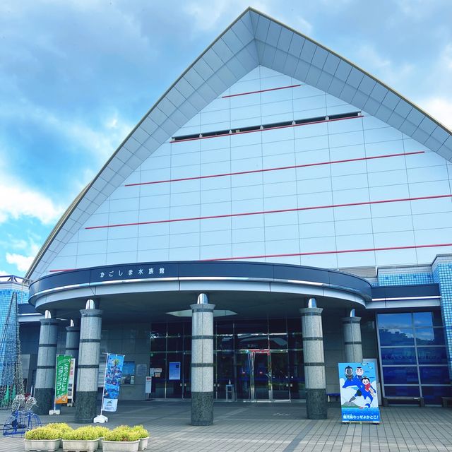 【鹿児島】水路でイルカを無料で見学できる