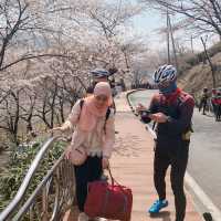 Hwagae Cherry Blossom Festival