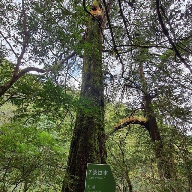 拉拉山神木群步道