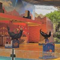 Sea Lions at Ocean Dream Samudra