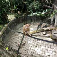Wonderful Experience in Taiping Zoo