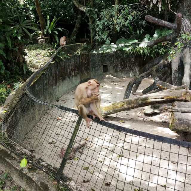 Wonderful Experience in Taiping Zoo