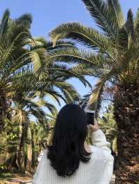 제주, 야자수가 가득한 이국적인 금능해수욕장 🏝