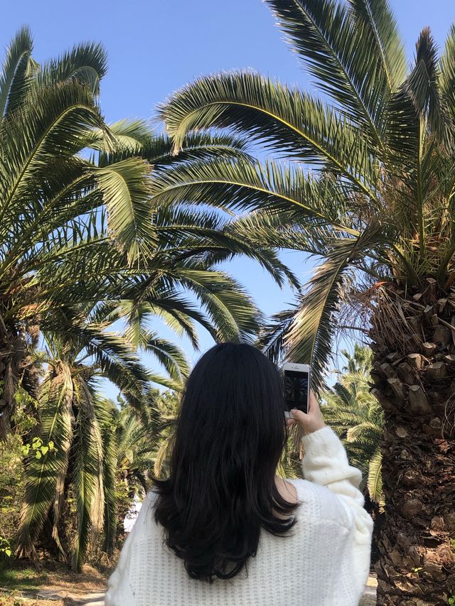 제주, 야자수가 가득한 이국적인 금능해수욕장 🏝