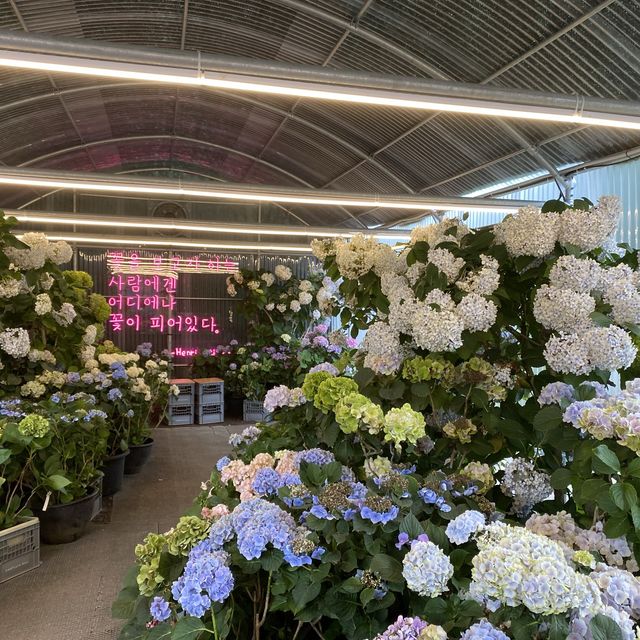 [제주] 까멜리아 힐 🌹, 수국의 꽃말은 진실한 사랑이라면서요?