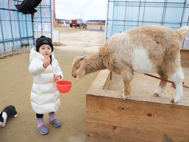강릉 아기동물농장 아이와 함께 동물교감