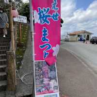 日本一早い桜祭り【やえせ桜まつり】