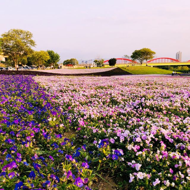 Guting Basketball Courts🚴🏻‍♂️🚴🏻‍♀️古亭河濱公園花海🌸🌼