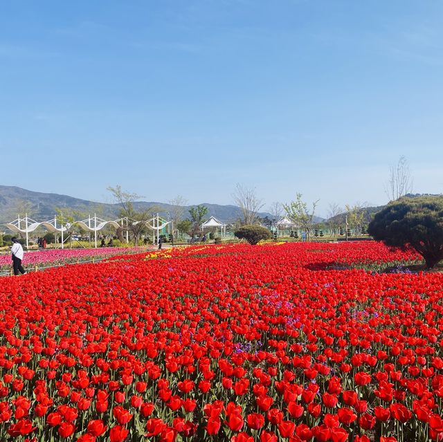 꽃순이들이라면 무조건 가야하는 필수코스🥰🌸