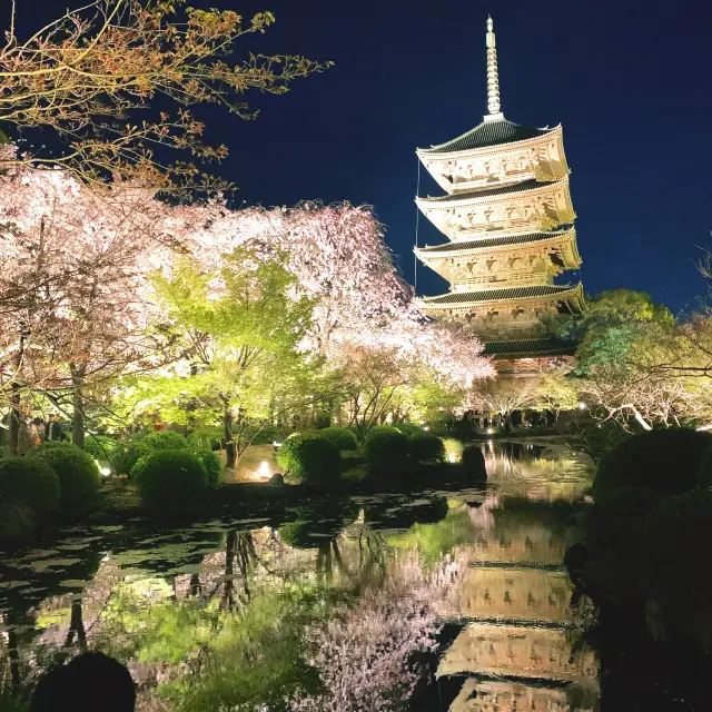 【京都】桜のライトアップNo.1🌸