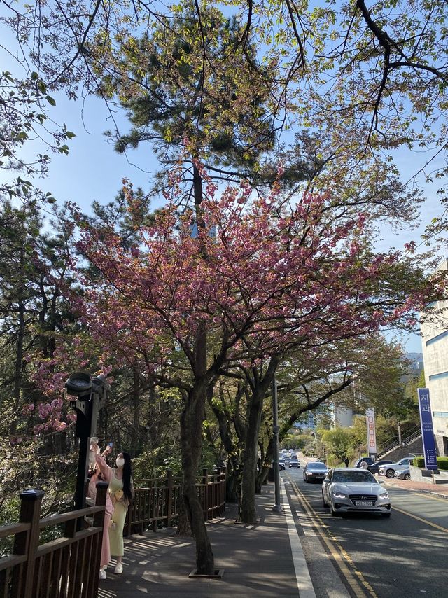 부산 걷기 좋은 해운대 달맞이길🌙