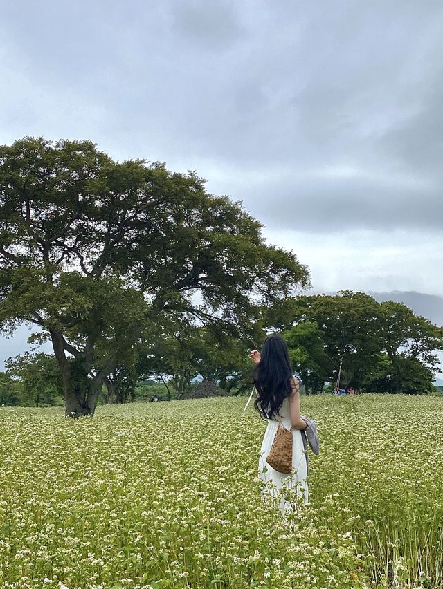 제주도 메밀꽃이 예쁜 조천읍 와흘메밀마을🤍