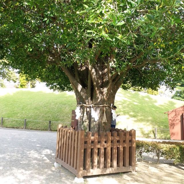 綠悠悠的公園🌳🌳🌳