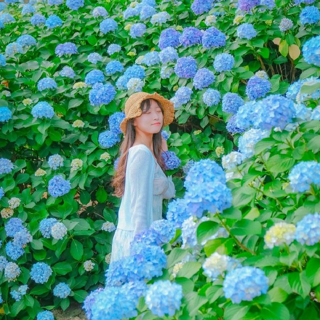 🌊바다와 함께 수국을 즐길 수 있는곳 [거제도, 저구항]