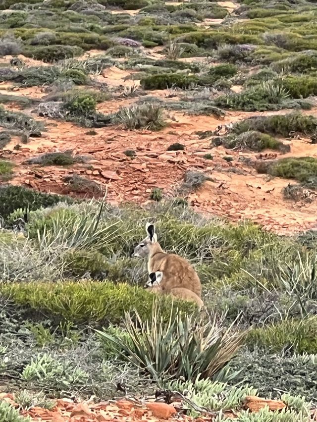 Kalbarri Coast in WA 😍