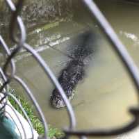 Jong Crocodile Farm - Serian