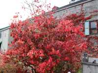 【小樽】紅葉の時期もおすすめ！小樽運河をご紹介