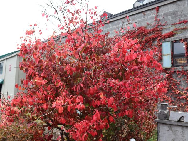【小樽】紅葉の時期もおすすめ！小樽運河をご紹介