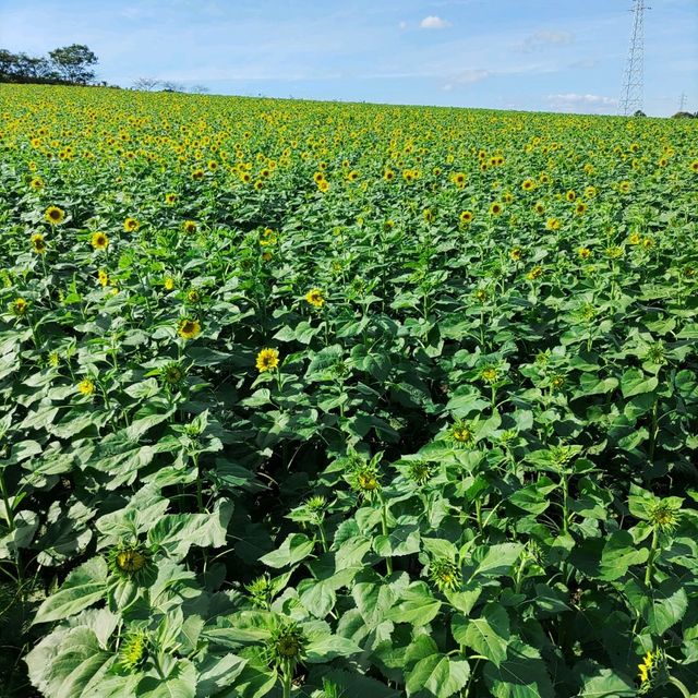 愛知県！秋の花畑でひまわりが満開
