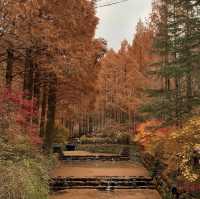 대전 여행지 : 장태산🍁