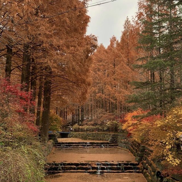 대전 여행지 : 장태산🍁