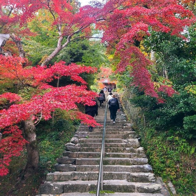 京都の風情がぎゅっと凝縮【二尊院】✨